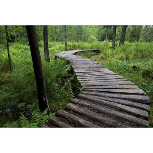 Canada, New Brunswick Log walkway in forest